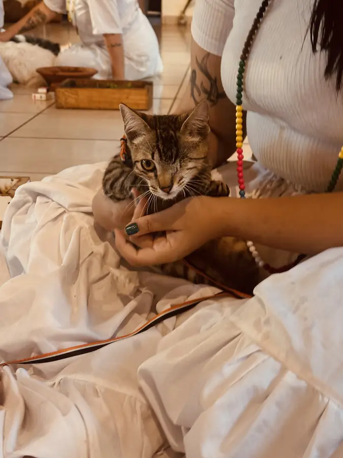 Gatinho segurado com carinho no colo de um médium vestido de branco.